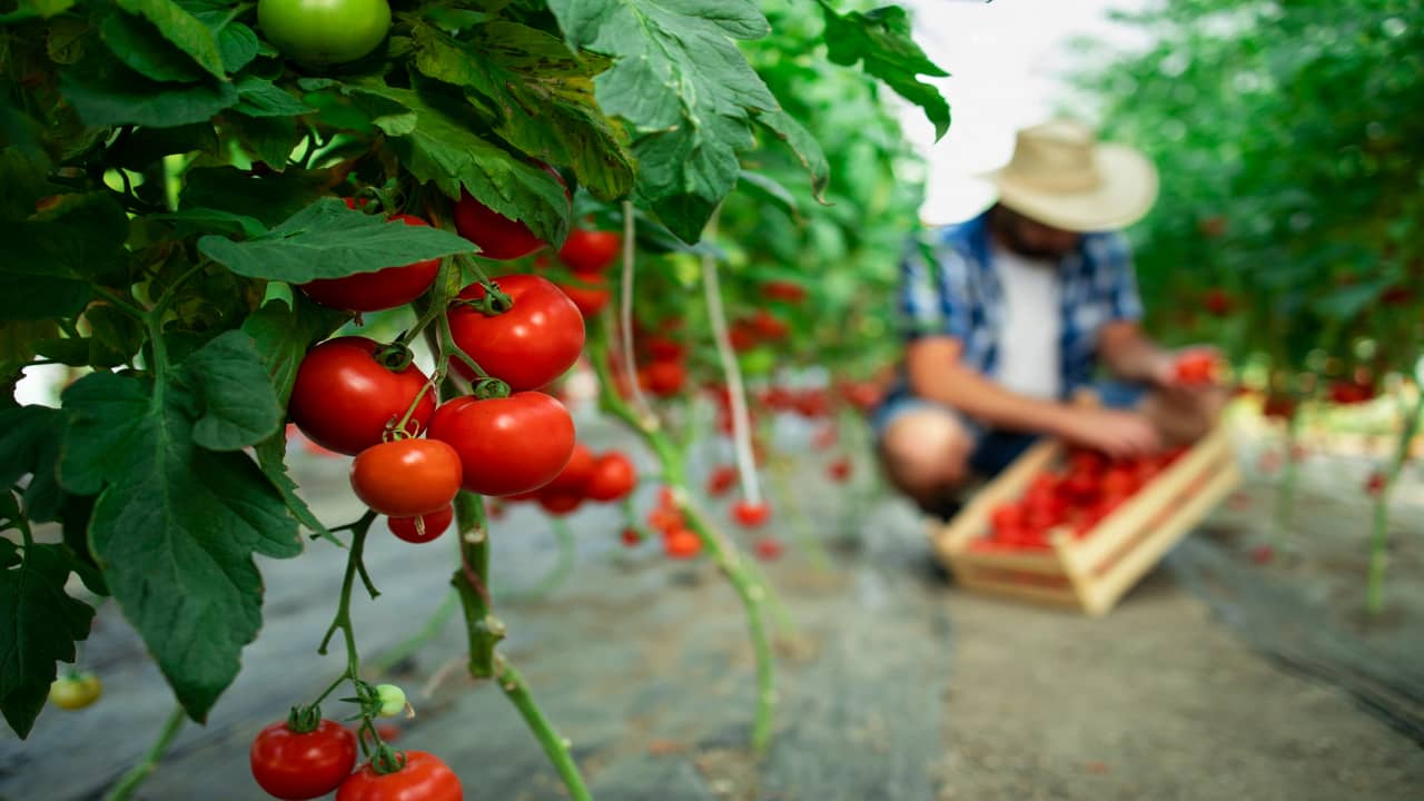 How to Set Up an Organic Farm in Dubai, UAE?